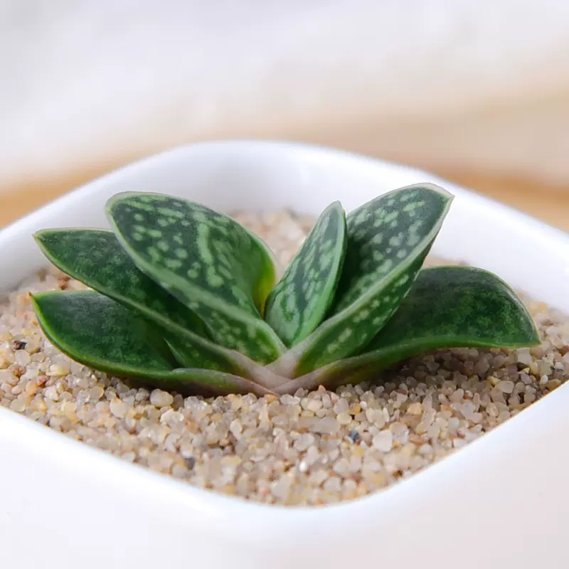 子宝多肉植物批发组合盆栽肉嘟嘟绿植花卉室内肉肉植物 子宝多肉植物批发组合盆栽肉嘟嘟绿植花卉室内肉肉植物