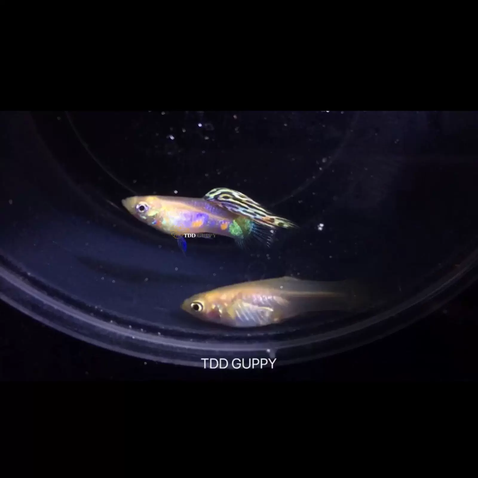 進口精品霓虹幻彩孔雀魚觀賞魚熱帶魚鳳尾魚小型淡水魚純種活體 Taobao