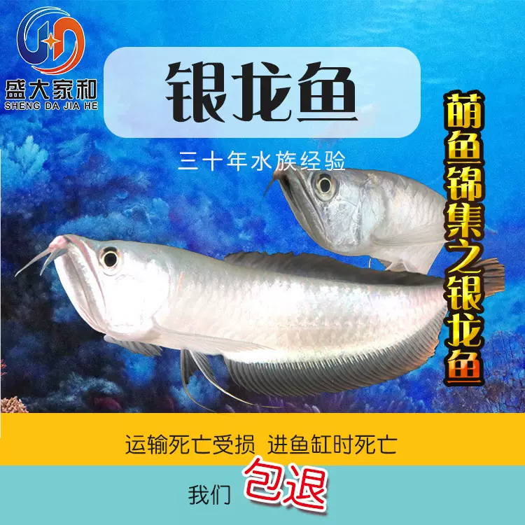家和水族银龙鱼金龙鱼红龙鱼观赏鱼热带鱼大型风水鱼