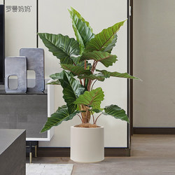 Roman's Mom Nordic ins Decorative Artificial Plant Potted Plant with Thin Stem Rainbow Taro Indoor Floor-Standing Bonsai Decoration