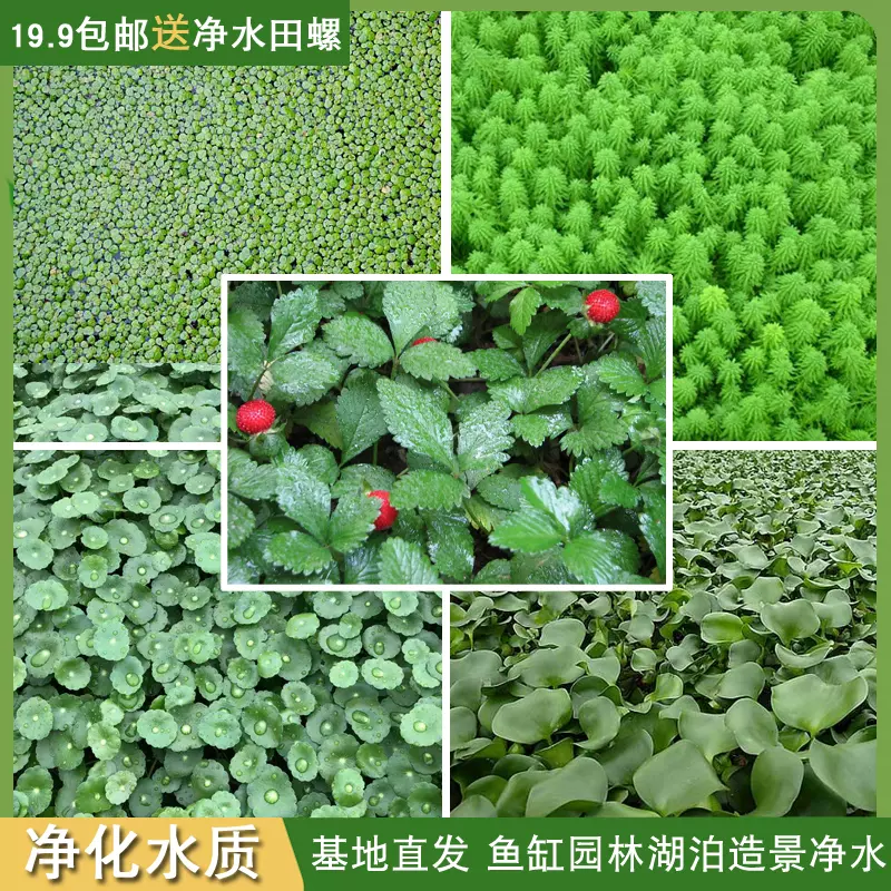净化水质水生植物浮萍水草水葫芦养龟鱼缸创意造景水面