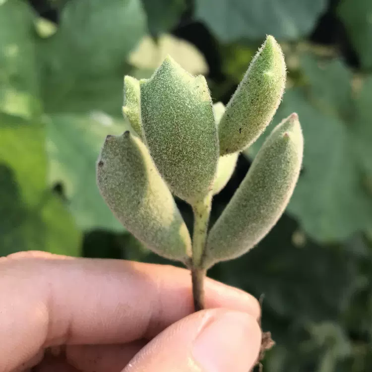 多肉c 多肉植物银波锦属猫爪