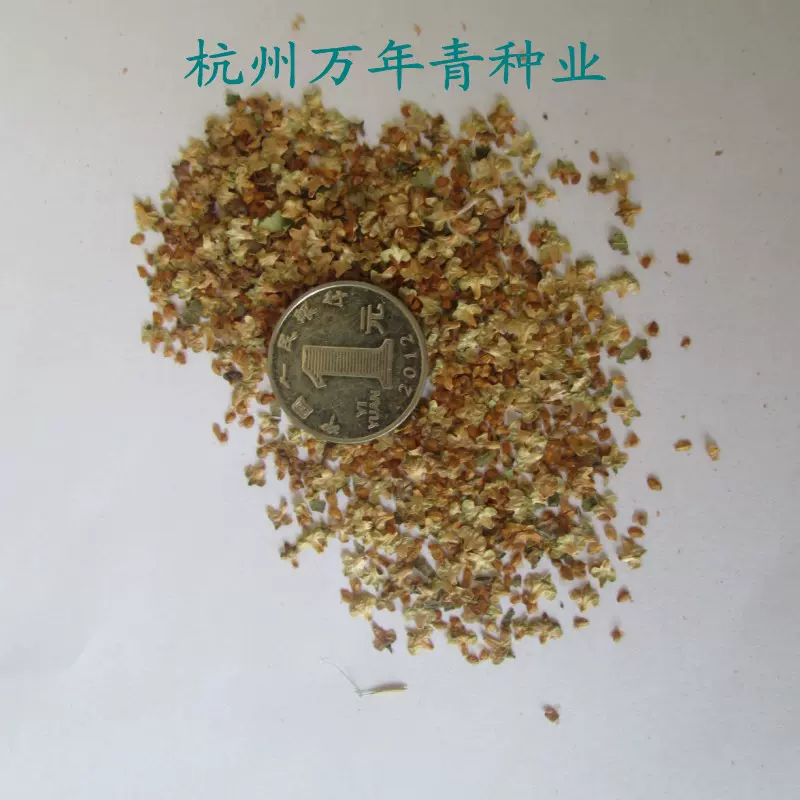 白桦树新采种子白桦粉桦桦皮树种籽园林绿化行道树种 白桦树新采种子白桦粉桦桦皮树种籽园林绿化行道树种