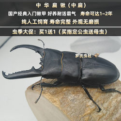 Chinese giant stag beetle larvae live insect