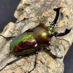 Rainbow stag beetle Indonesian golden stag beetle pet insect live
