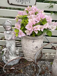Indian Pictorial Cherry Blossoms Shipped from California Four Seasons Bougainvillea