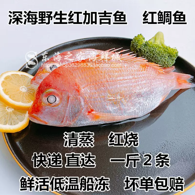 新货东海红鲷鱼鲜活加吉鱼冷冻铜盆鱼深海鱼海鲜水产品1斤2条左右 Taobao