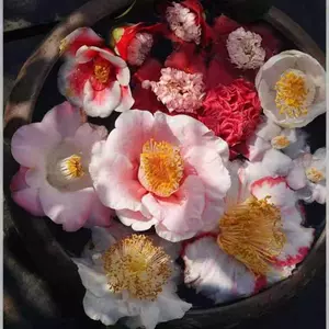 肥後椿、王冠、盆栽11 【公式通販】