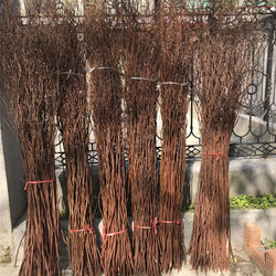 Natural Dragon Willow Dry Branches, Curved Willow Branches, Partitions, Window Decorations, Wedding Archs, Internet Celebrity Bird's Nest Materials, Dry Branches, Dried Flowers