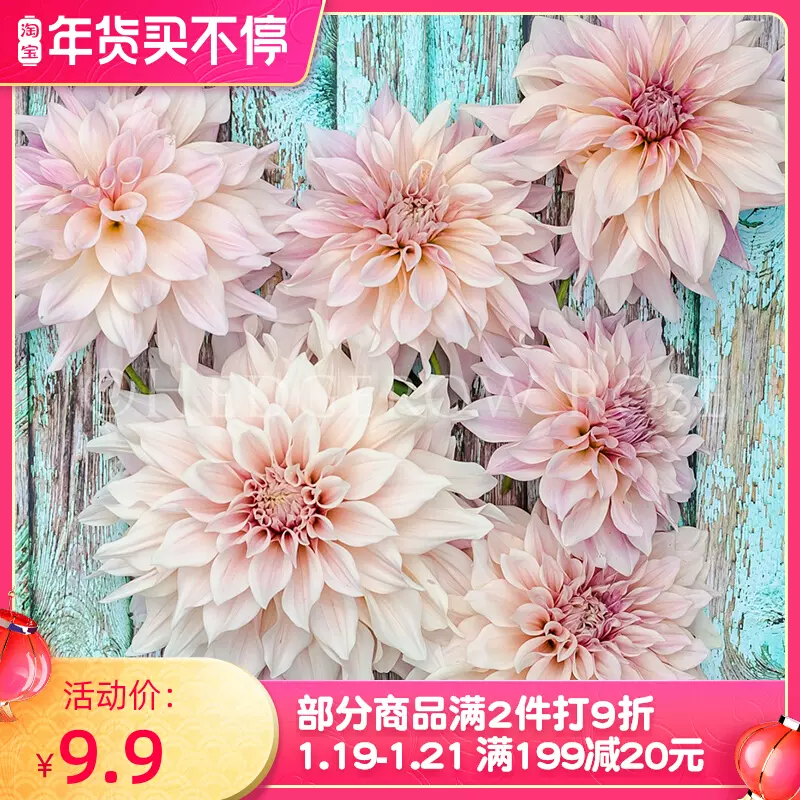 绿园花开大丽花种球地爪花块根种子天竺牡丹庭院阳台
