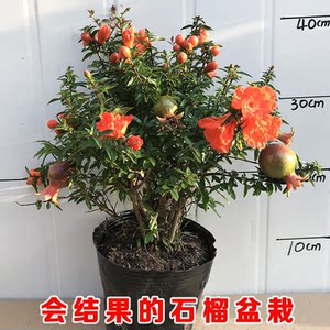 
Pomegranate potted ornamental fruit saplings indoor bonsai with multi-bud plants outdoor courtyard balcony green plants flowers