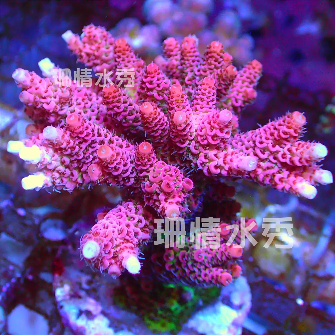 珊瑚 snowflakeobsidian #obsidian #crystalmalaysia #雪花曜石#水晶