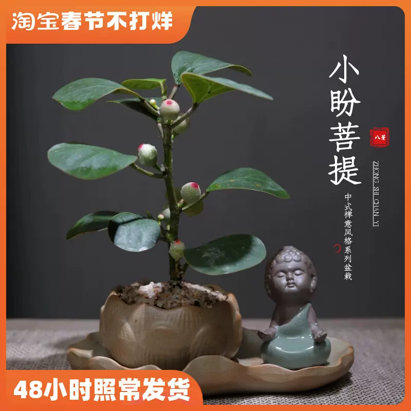 小盼菩提树盆栽室内禅意植物办公室桌面好养盆景净化空气观叶绿植 Taobao 小盼菩提树盆栽室内禅意植物办公室桌面好养盆景净化空气观叶绿植 Taobao