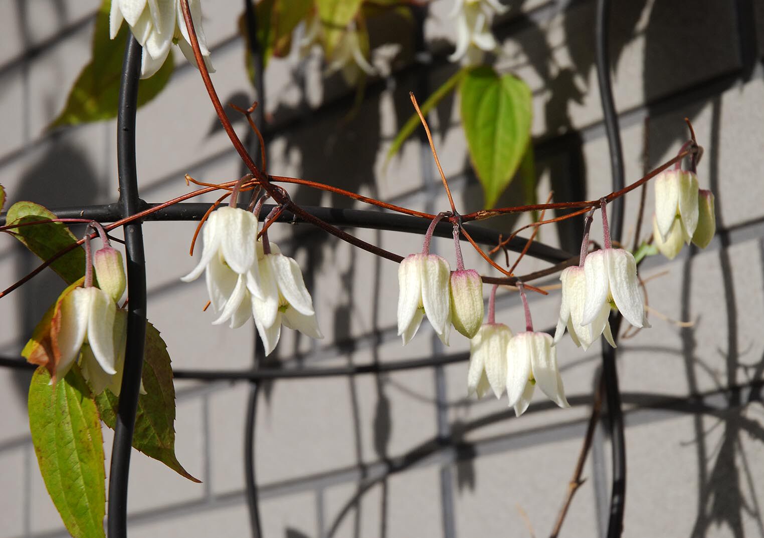 植物欣赏:中国原生铁线莲
