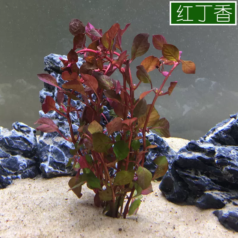 红丁香有茎类阴性水草新手入门后景红色系鱼缸水族箱