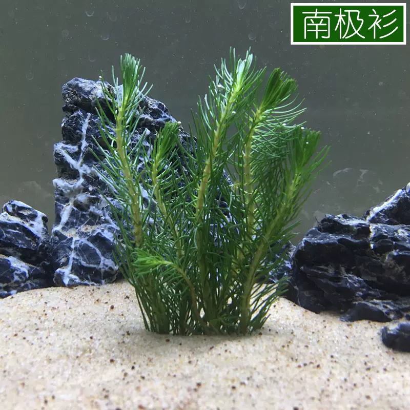 南极杉新手入门后景阴性有茎水草鱼缸水族箱装饰造景