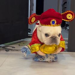 Pet Cat and Dog New Year Clothes, 2026 New Year Greeting Tang Suit, Funny God of Wealth Costume, French Bulldog, Teddy