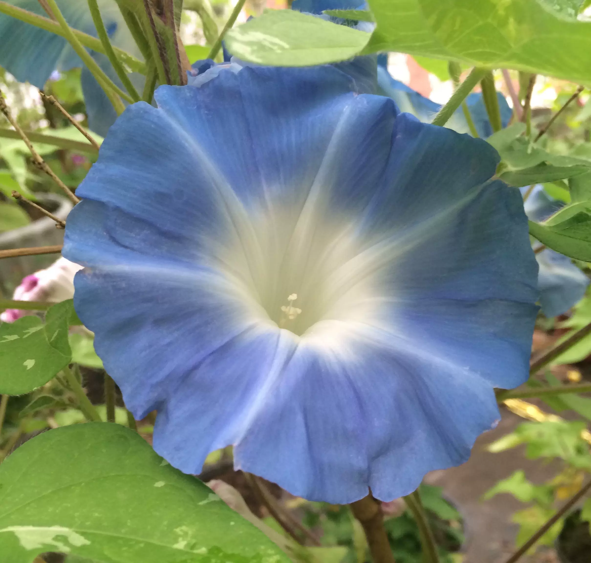 日系朝颜种子牵牛花青斑蝉叶浅葱色大轮水