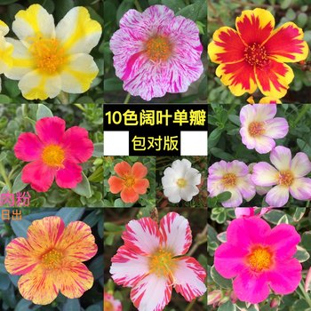 Broadleaf single-petal sunflower purslane branches new