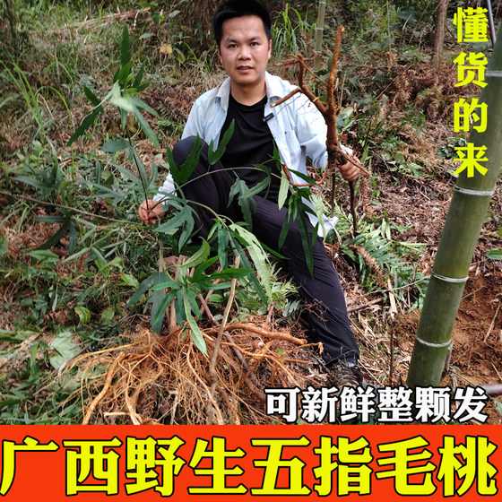 
Fresh wild five-finger hairy peach root soup ingredients in Guilin, Guangxi, pure natural dried fresh five-claw dragon old root