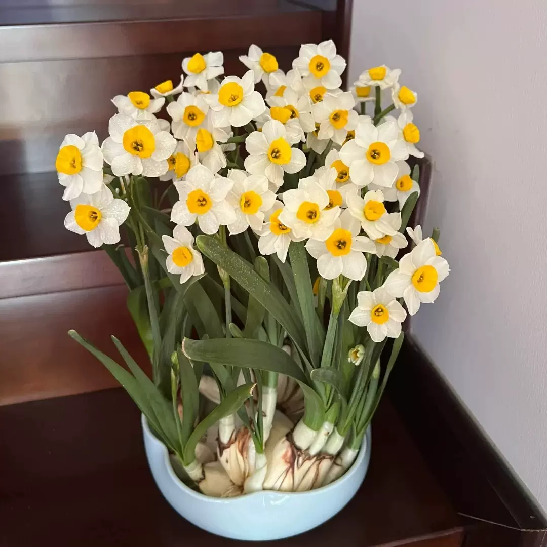 盆栽-水泡水仙花