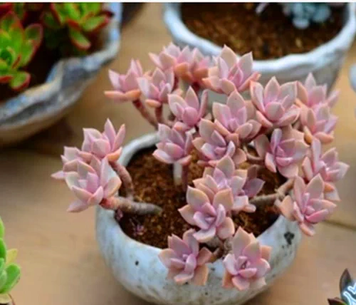 多肉植物 肉肉不二家初恋老桩自然群1月28日实拍