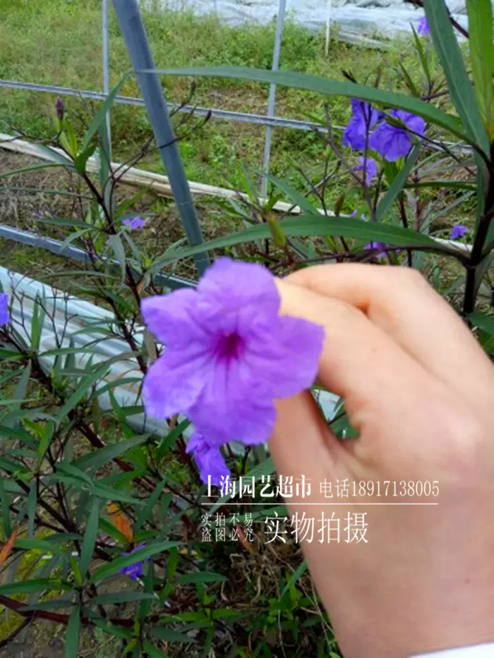 翠芦莉多年生植物蓝紫色花花朵精致耐热耐水湿植物