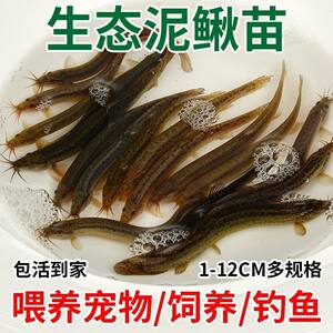 
[1,600+ people placed orders within one week] Feed fresh loaches to pets, fish arowana, live bait, turtle feed fish