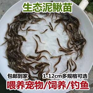 
Loach fresh freshwater pet feeding fishing arowana turtle live bait fish feed feed breeding ornamental fish fishing