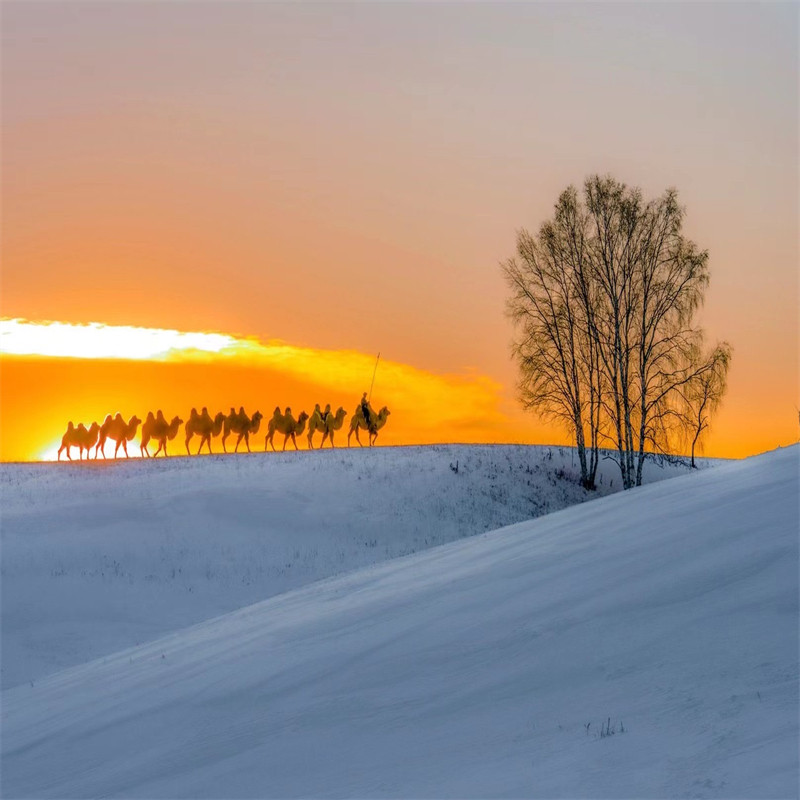 Morocco小资8人团丨乌兰布统草原+木兰围场3天2晚跟团游·涮肉