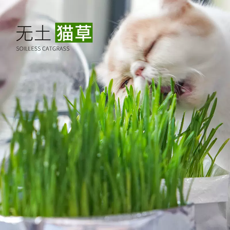 无土栽培猫草水培有机无土猫猫薄荷猫零食助
