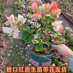 Native orange lipstick bougainvillea shipped with flowers. New product of super diligent flower bougainvillea. Easy to feed balcony creeping plants.