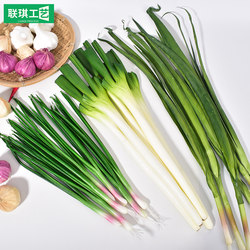 Simulated Vegetable Model Fake Garlic Ginger Green Vegetables Onion Vegetable Photography Cabinet Props Children's Early Education Toys