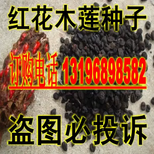 花木種子新採紅花木蓮種子木蓮花苗木種子園林綠化喬木行道樹