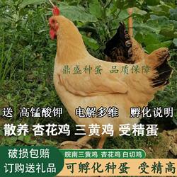 Purebred three-yellow chicken eggs fresh free shipping fertilized eggs naturally fertilized native chicken breed 30 pet chickens