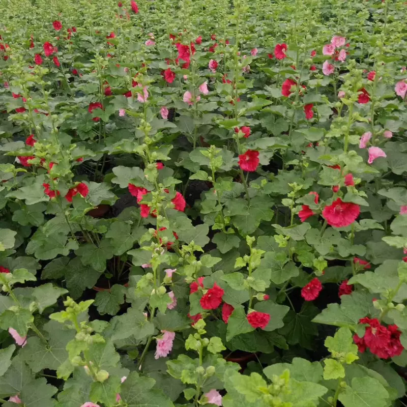 蜀葵花盆栽苗带花苞一丈红花西洋牡丹花园庭院耐热