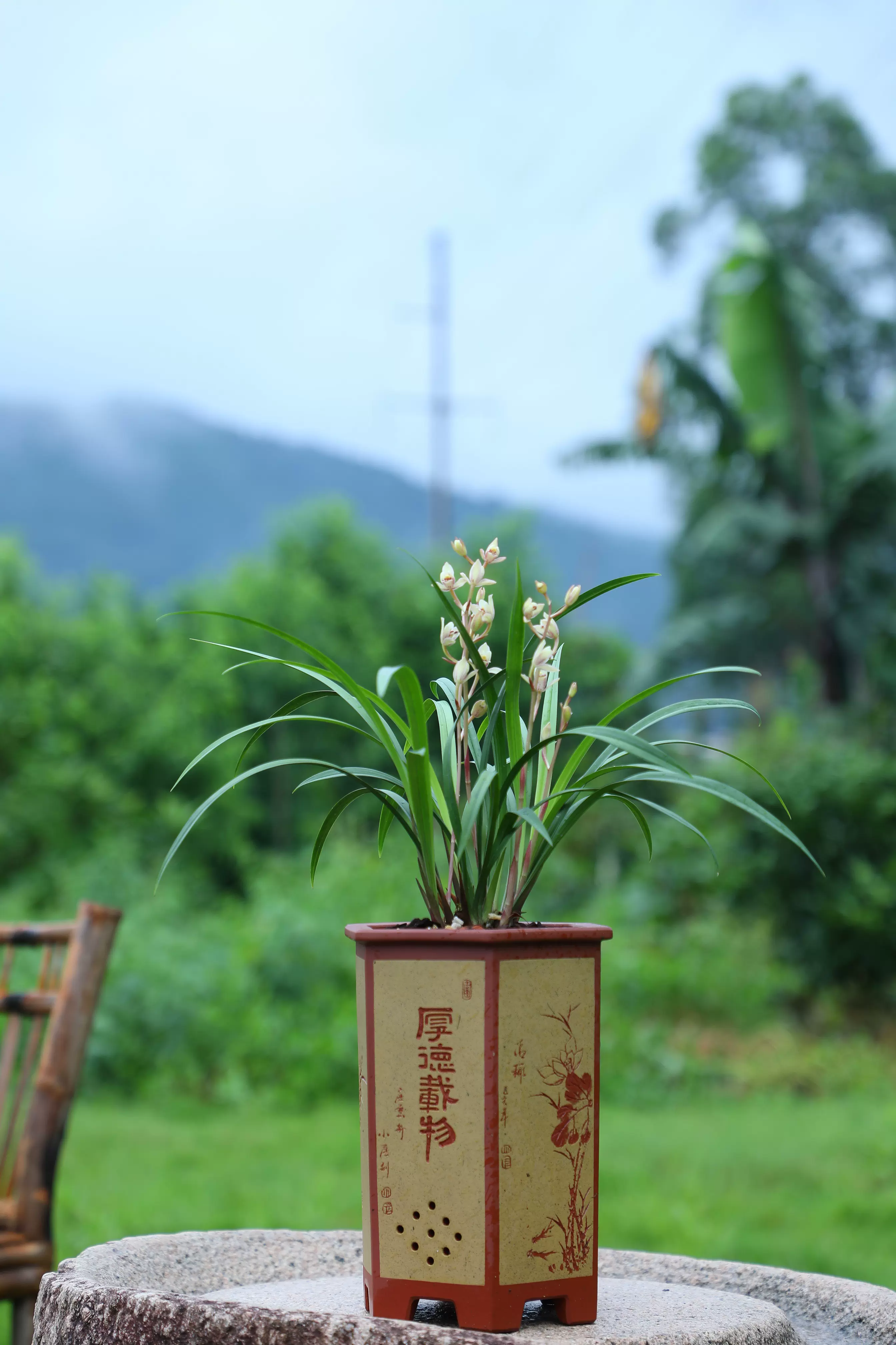 馮達鋒國蘭 蘭花苗建蘭花仙子 荷塘仙子粉紅荷瓣濃香四季