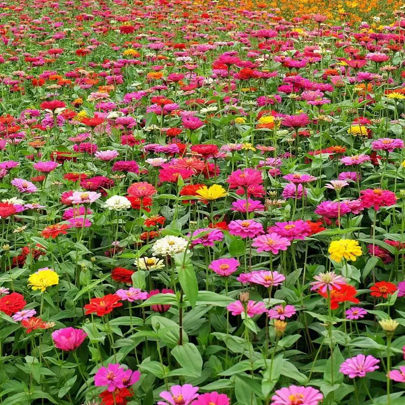 百日草花种子春夏秋开花易种盆栽花卉百日菊种