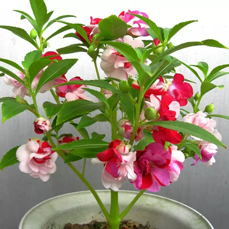 凤仙花种子指甲花种籽庭院室内阳台花卉春夏秋开花