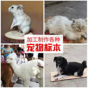 
Animal pets, dogs and cats, taxidermy, animal models, taxidermy, death memorials, lizards, parrots, photography