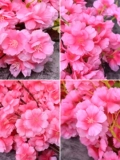 Декоративное вишневое цветение восемь лет, ставшая старше 20 цветов, декоративные фальшивые цветы Симуляция ветви свадебные вишневые деревья.