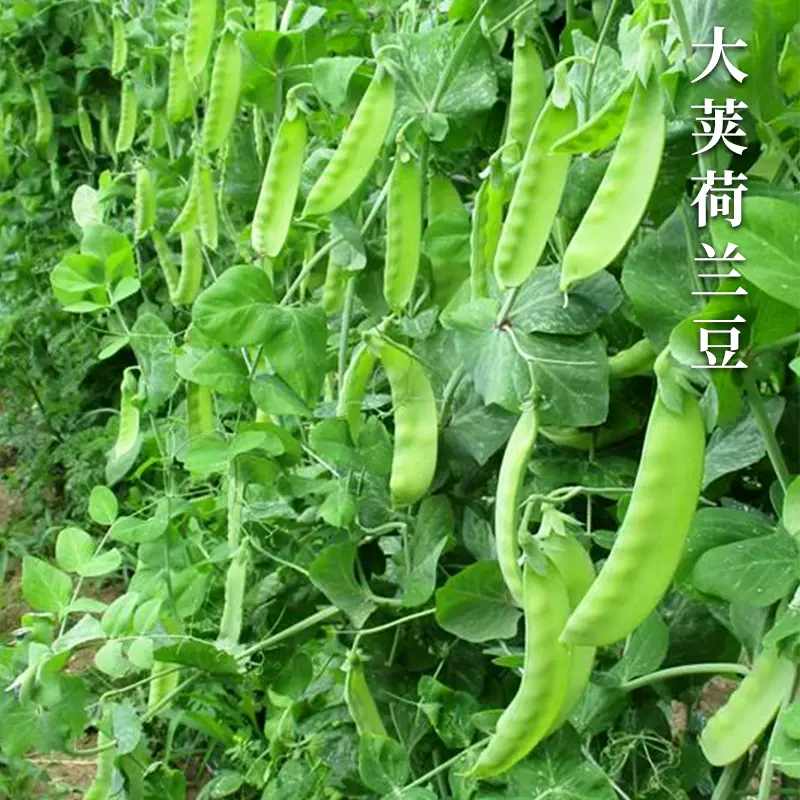 荷兰豆种籽种子菜豌豆苗甜豌豆种碗豆种四季蔬菜苗