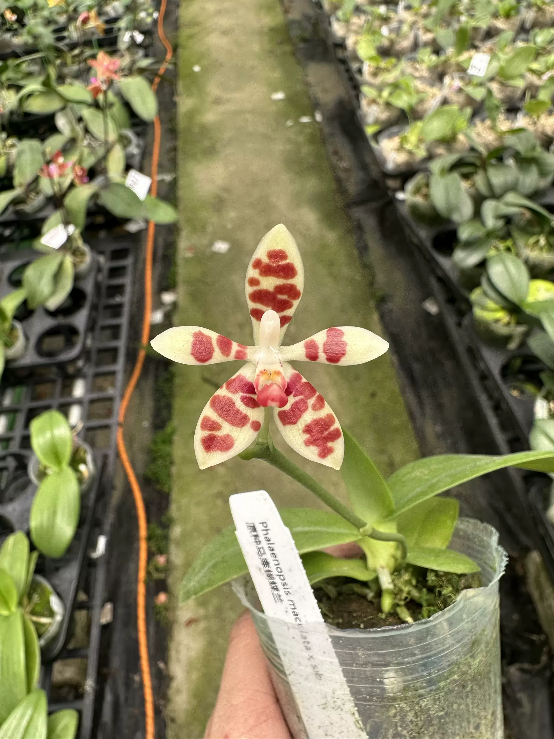 洋蘭原種 (178) Aerangis biloba エランギス ビロバ