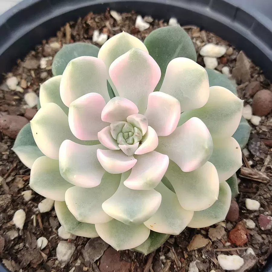 昆明多肉阁 粉布偶多 肉植物 状态老桩多肉 锦