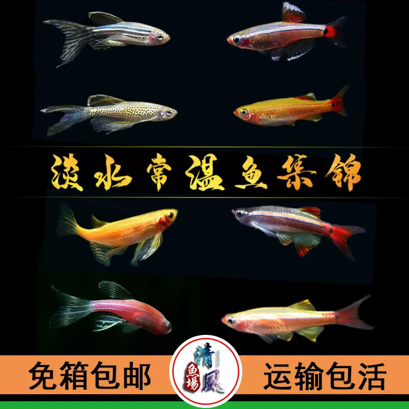 常溫魚淡水魚小型魚苗新手小魚缸斑馬魚熱帶觀賞魚孔雀魚好養