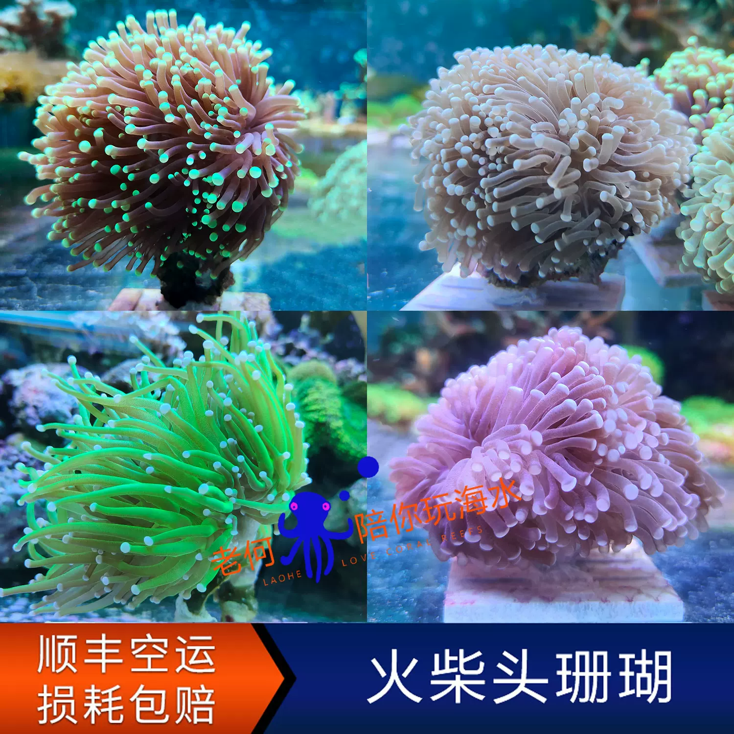 荧光橙提灯珊瑚紫绿提灯活体飞盘珊瑚LPS软体试水断枝活体珊瑚