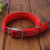 Single collar red (boutique hardware buckle) 