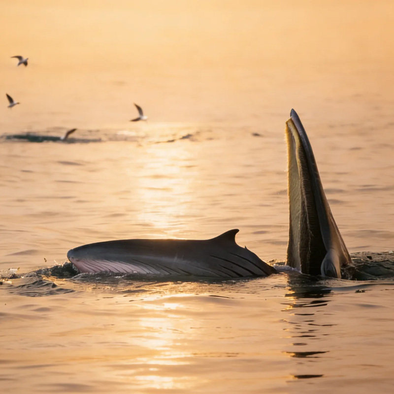 小团出游广西南宁北海旅游纯玩6天5晚跟团银滩涠洲岛德天瀑布通灵