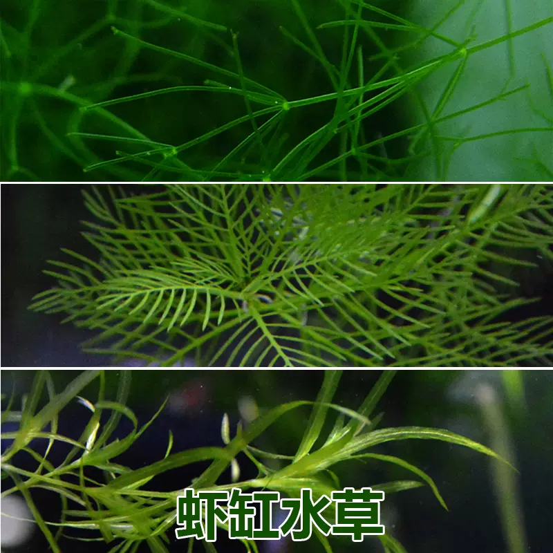 满天星小雪花竹节吸收水中no3无需种植水草繁殖虾缸
