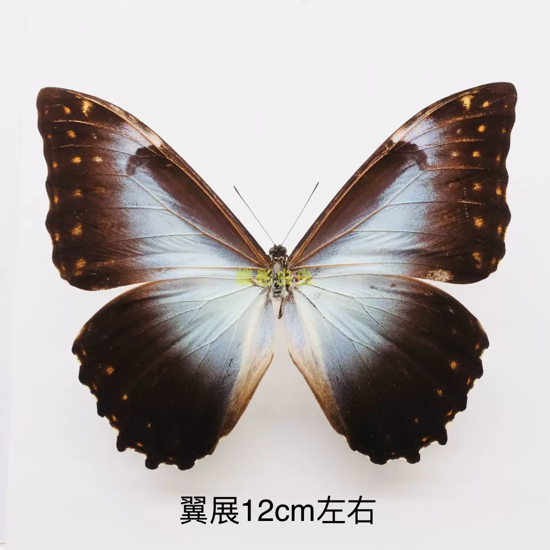 Morpho didius 標本 V <1005z昆虫・標本・蝶> 黑太陽閃蝶標本Morpho